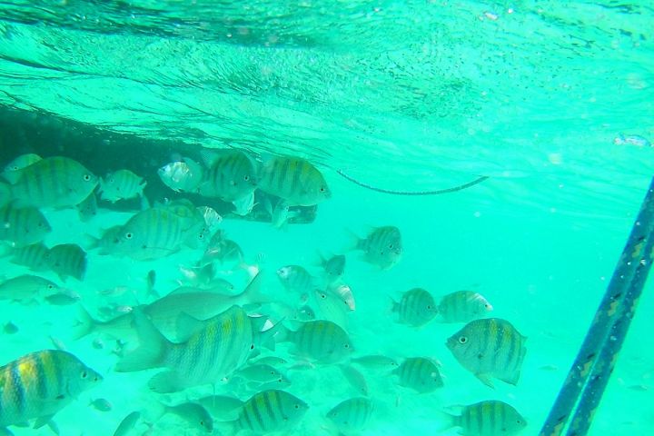 Fish in the Aruba ocean.
