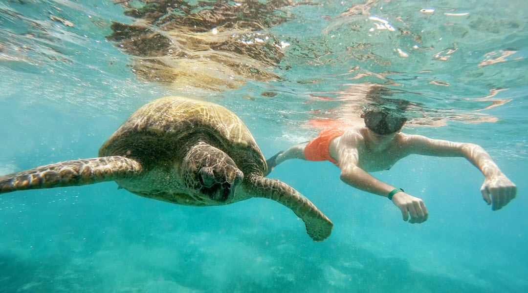 Snorkel With Sea Turtles Snorkel With Sea Turtles