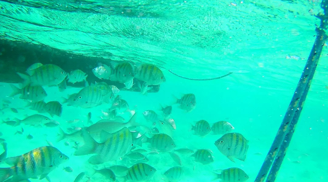 Aruba Catamaran Snorkel Tour Aruba Catamaran Snorkel Tour