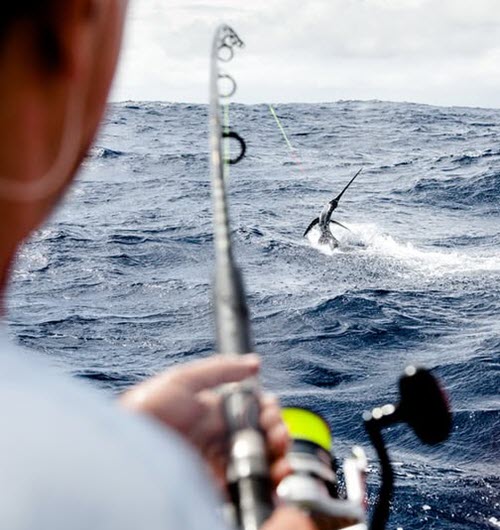 Deep Sea Fishing in Aruba